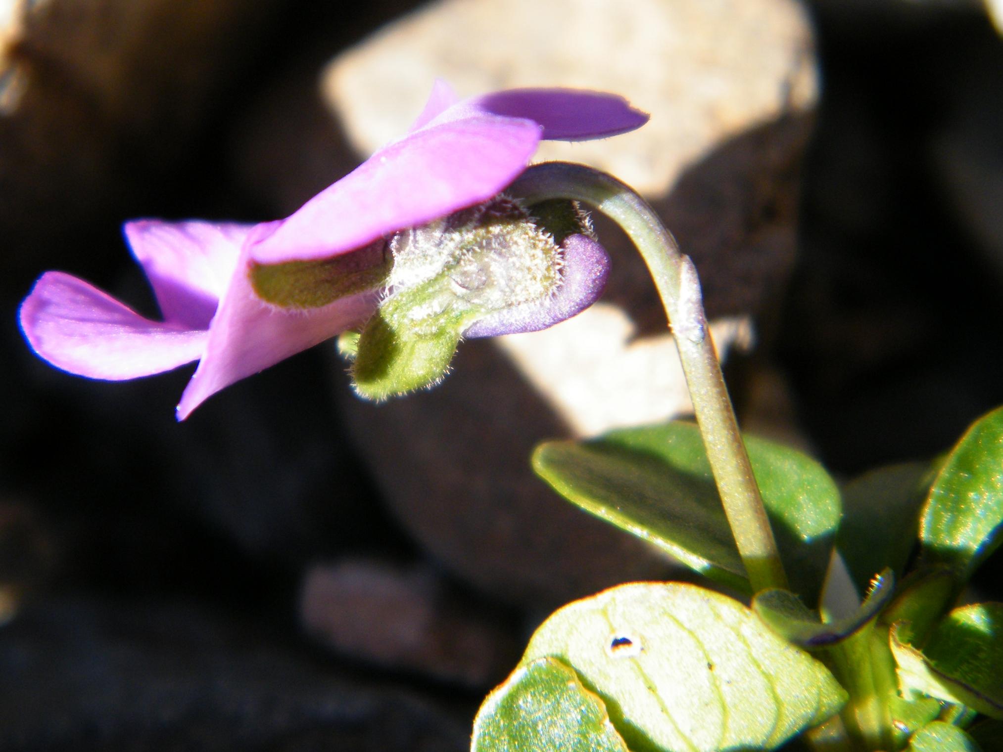 Viola comollia  -  Viola di Comolli